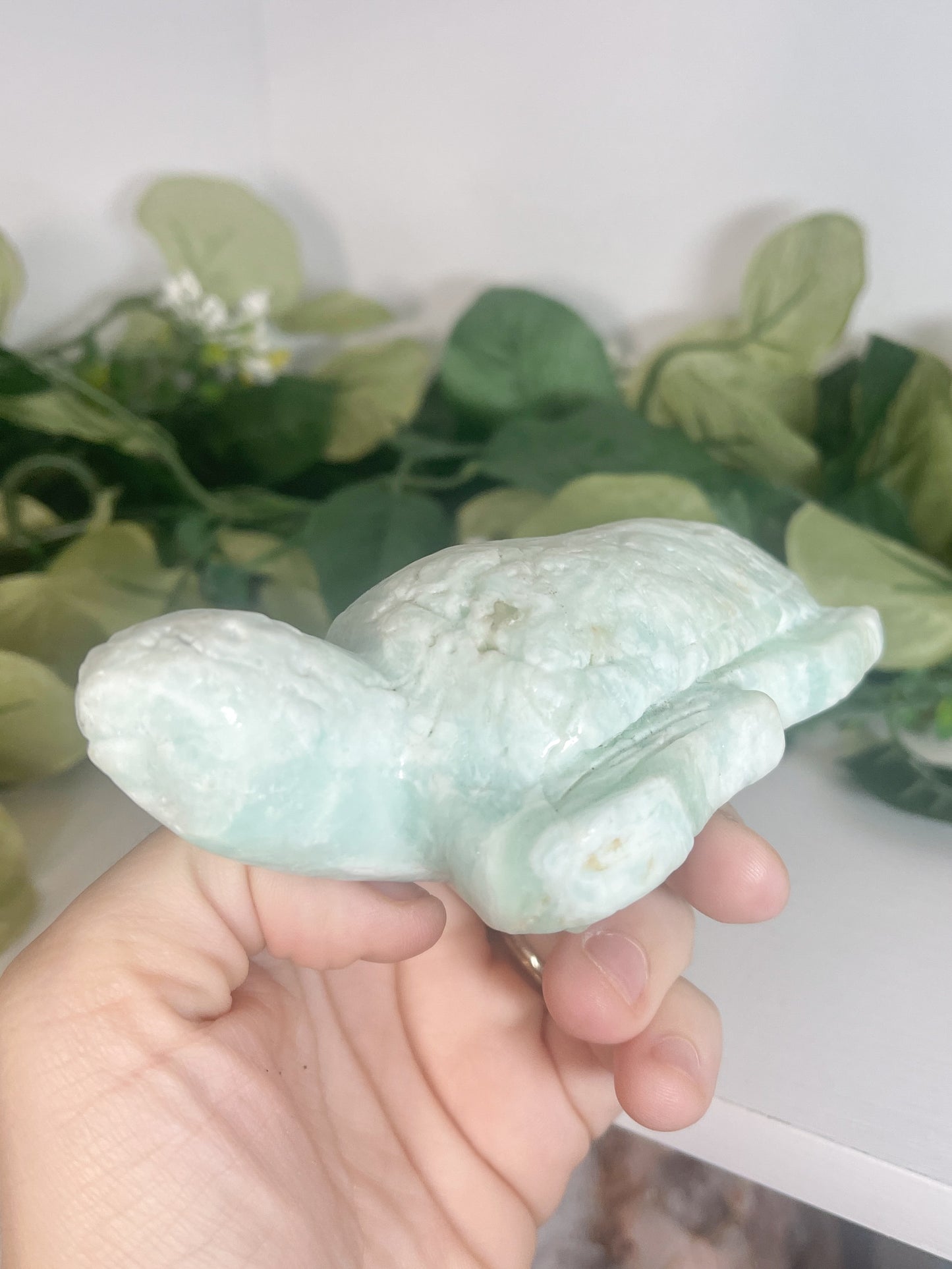 aragonite turtle