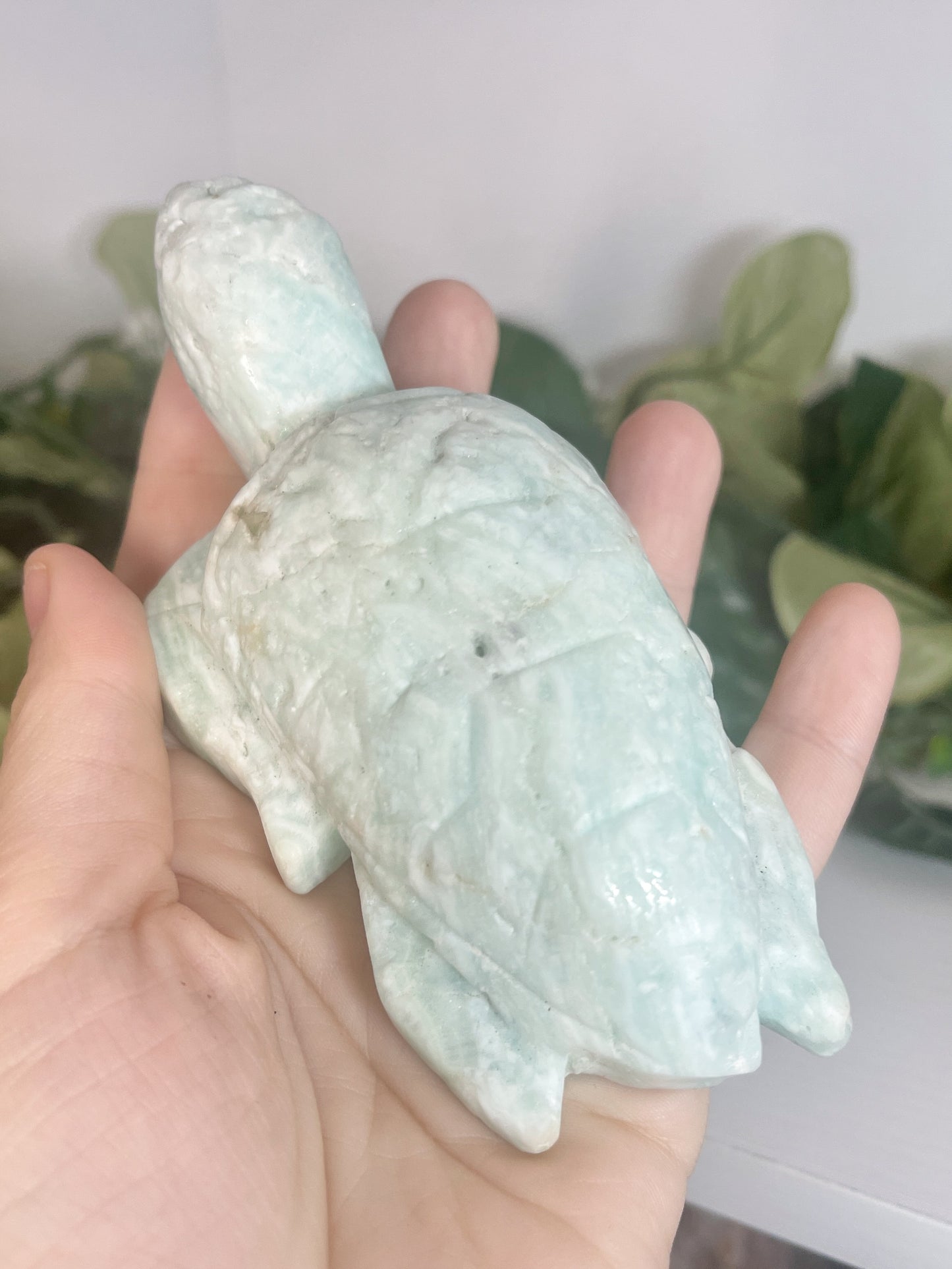aragonite turtle