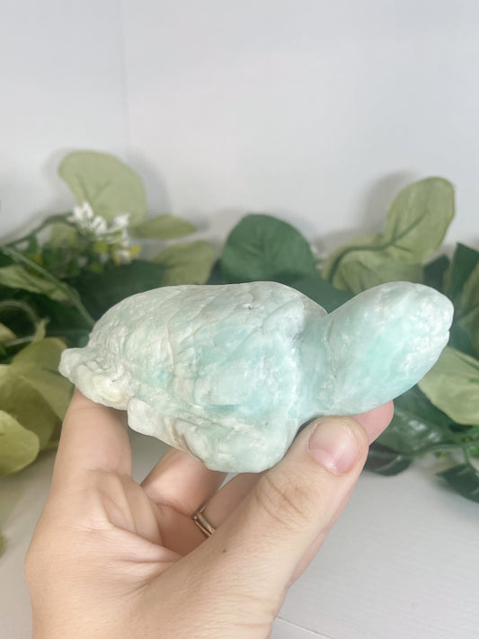 aragonite turtle
