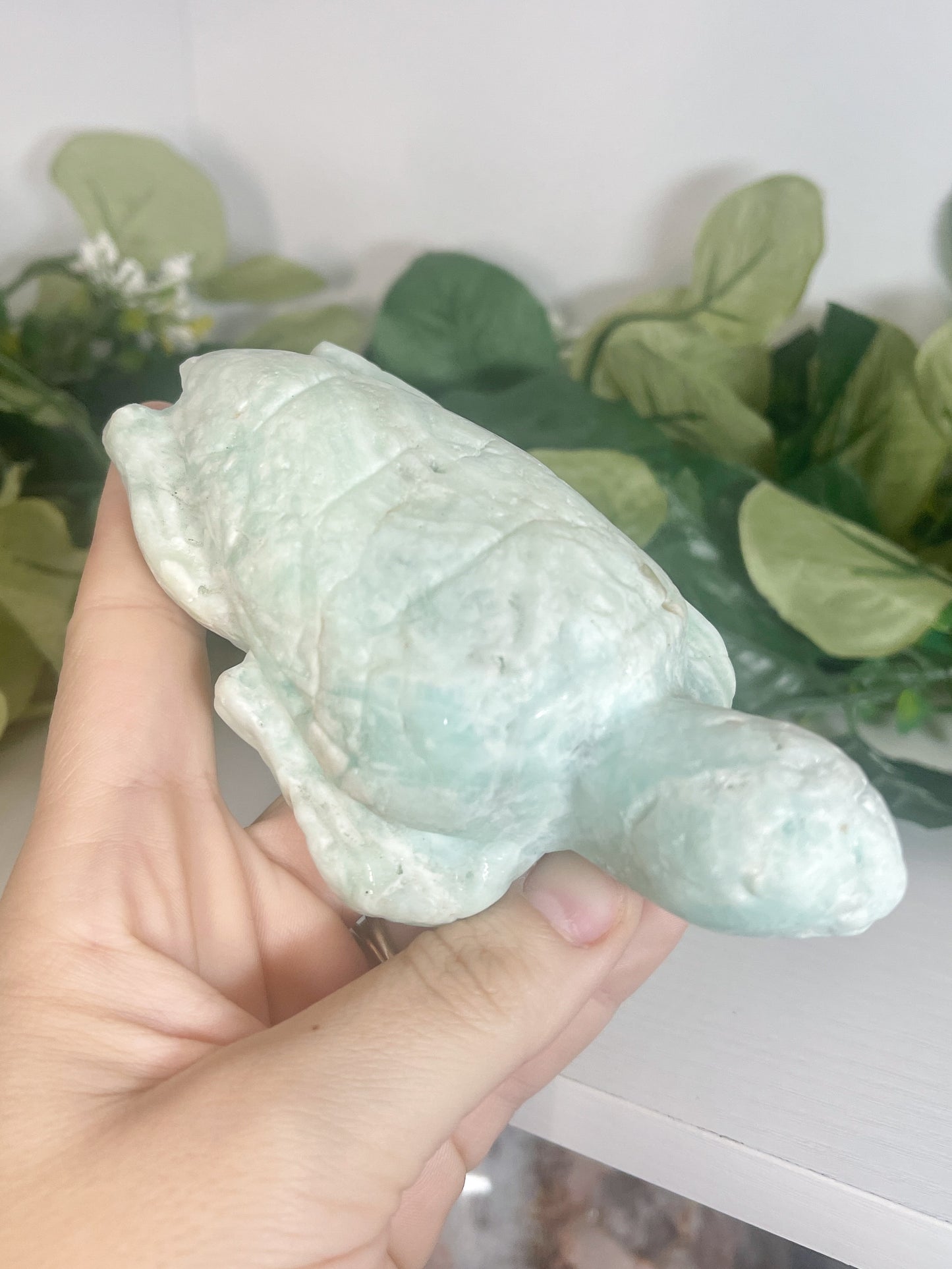 aragonite turtle