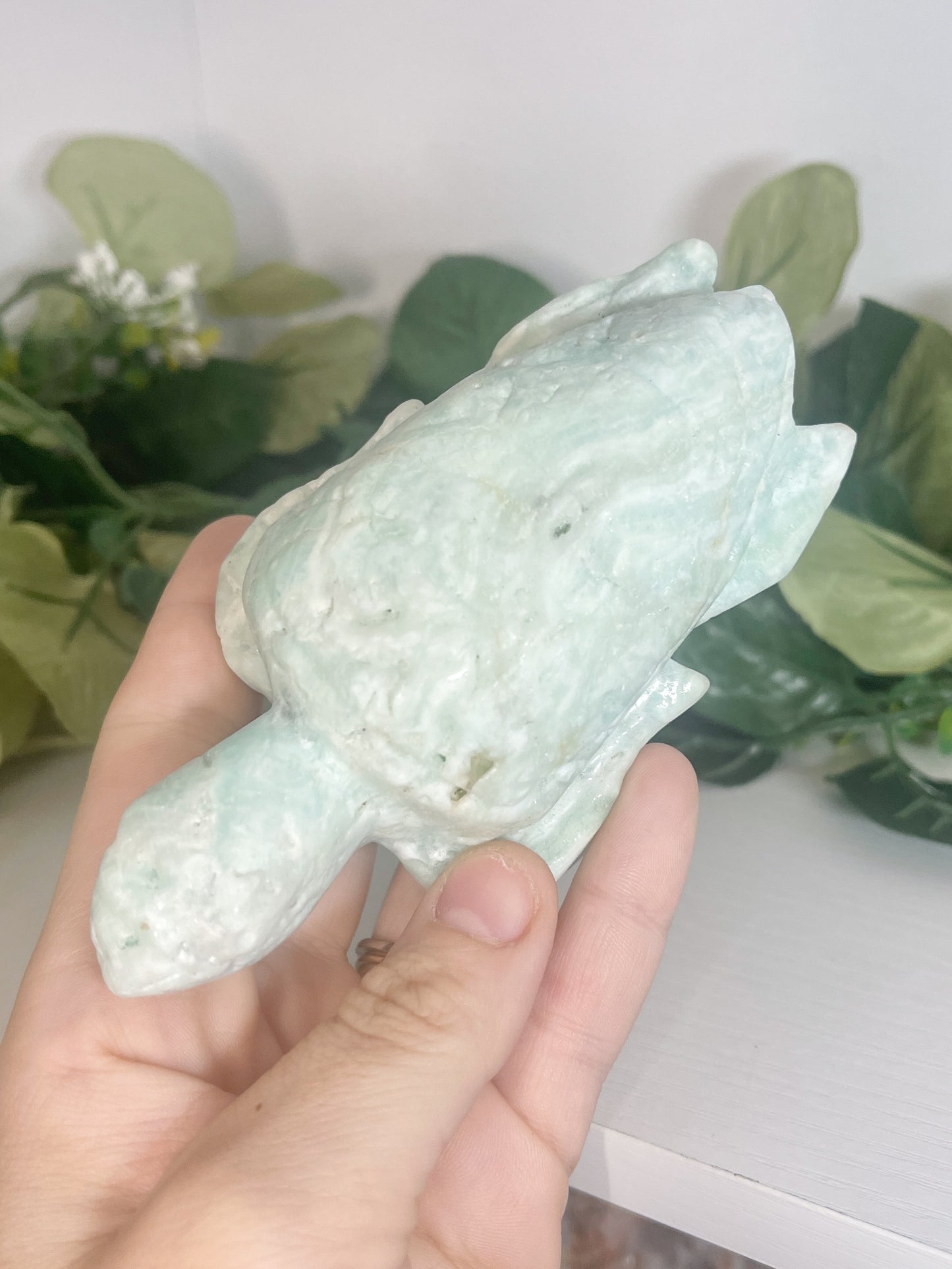 aragonite turtle